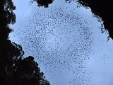 00396-2179 Bats flying out of Deer Cave